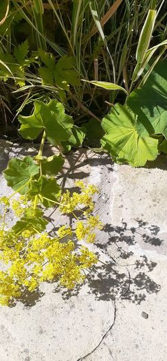 Lady's mantles/Alchemilla  Plant