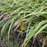Ornamental Grasses Image 3