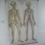 Antique Adam Rouilly Medical Chart Image 2