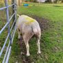 Texel ram Image 4