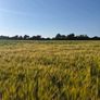 Ariable silage (barley , peas ) Image 2