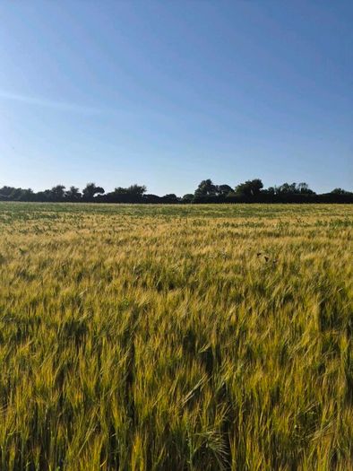 Ariable silage (barley , peas )