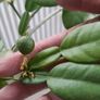 Kaffir lime tree House plant Image 5