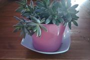 Graptosedum Plant