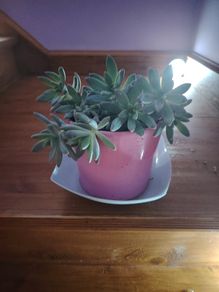 Graptosedum Plant