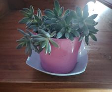Graptosedum Plant