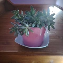 Graptosedum Plant