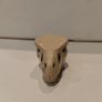 Lego Jurassic World T Rex Skull Part from 76940 Image 5