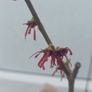 Witch Hazel /amazing aroma Image 9