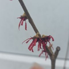 Witch Hazel/ amazing aroma