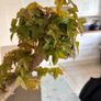 Trident bonsai Image 2