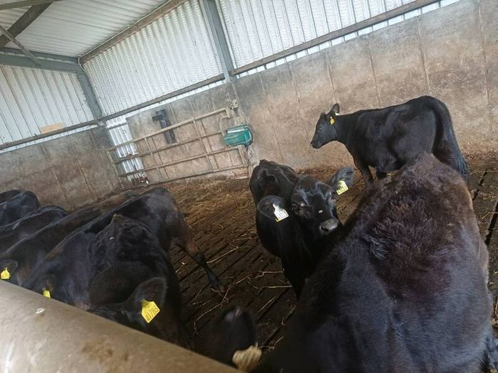 Angus weanlings