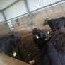 Angus weanlings Image 2