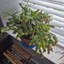 House plants Image 2