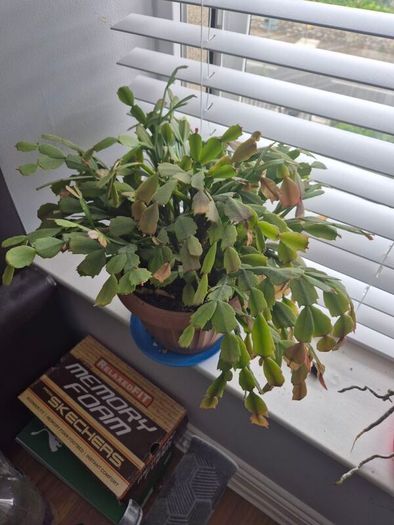 House plants