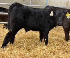 Angus Bull Calves