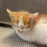Kittens for adoption Image 5