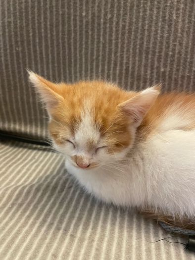Kittens for adoption