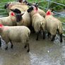 Suffolk ewe lambs Image 4