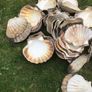 sea shells cupped Image 7