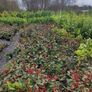 Dwarf Rhododendron  10euro 6 for 50 euro Image 9