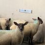 Suffolk - Cheviot Ewe Lambs breed from Scotch mule Image 3