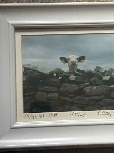 A Framed Print of a Cow by Cassidy