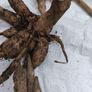 Dahlia tubers Image 5