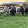 6 super shorthorn 5 star heifers Image 5