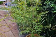 Potted Japanese acer