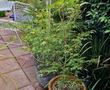 Potted Japanese acer