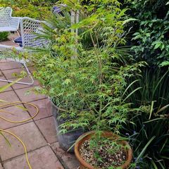 Potted Japanese acer