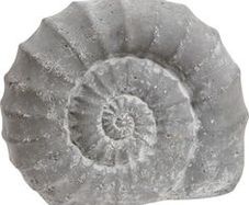 Wanted Homebase Cast Stone Ammonite Garden Ornament