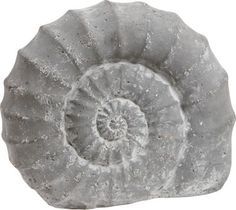 Wanted Homebase Cast Stone Ammonite Garden Ornament
