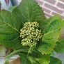 Hydrangea in terracota pot Image 2