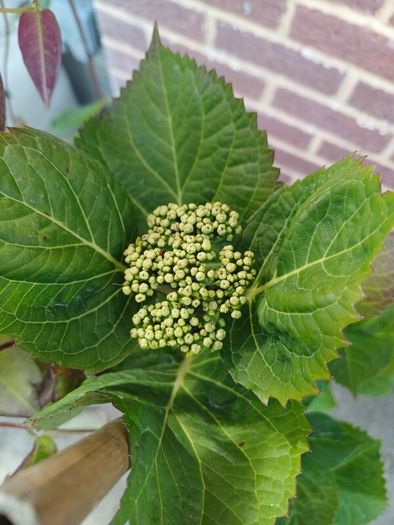 Hydrangea in terracota pot