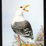 1994 Alderney 24p Definitive (The Great Black-backed Gull Larus Maninus  Post Office Stamp-Card used with same stamp tied by first day cover cancel Image 2