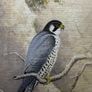 Original Michael Benington Acrylic (Peregrine Falcon) Image 5