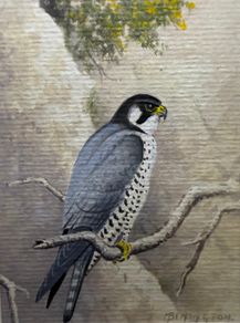 Michael Benington  - Original Acrylic Painting of a Peregrine Falcon.