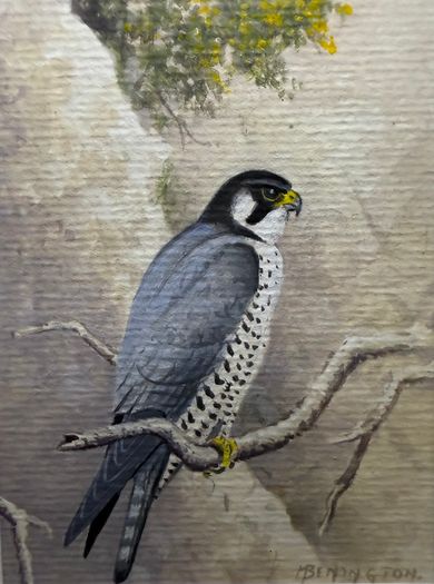 Original Michael Benington Acrylic (Peregrine Falcon)