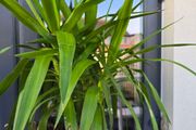 Yucca elephantipes