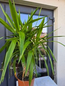 Yucca elephantipes