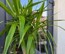 Yucca elephantipes