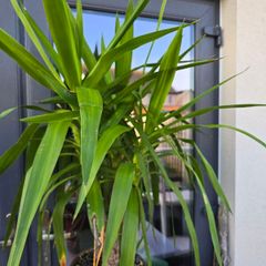 Yucca elephantipes