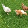 Roosters (FREE) Image 2