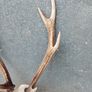 sika antlers Image 2