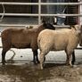 Rouge breeding ewe lambs Image 6
