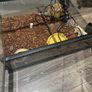 40 Gallon Exo Terra Enclosure Image 3