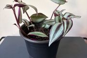 Tradescantia plant