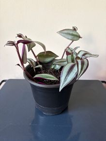 Tradescantia plant